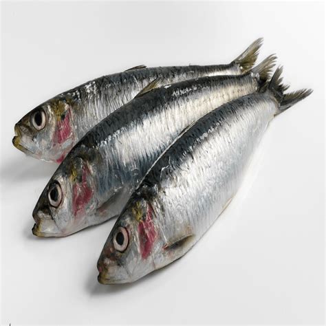 Sardine .
